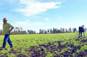 agricultor