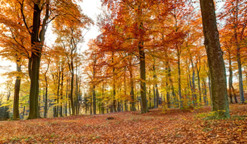 foto bosque cesiep