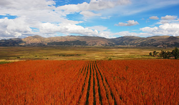 gira quinoa