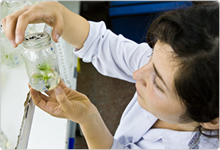 laboratorio-planta