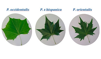 platanos orientales
