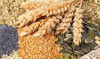proyecto alimentos