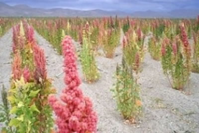 quinoa ff