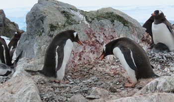 web pinguino